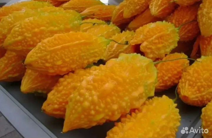 Индийский Огурец Мамордика