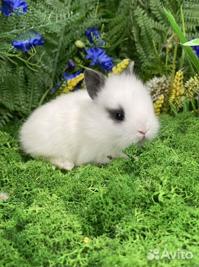 Карликовый кролик