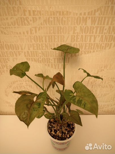 Сингониум 2