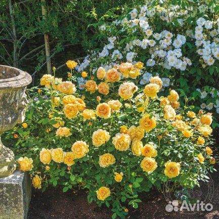 Роза Голден Селебрейшн