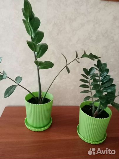 Замиокулькас