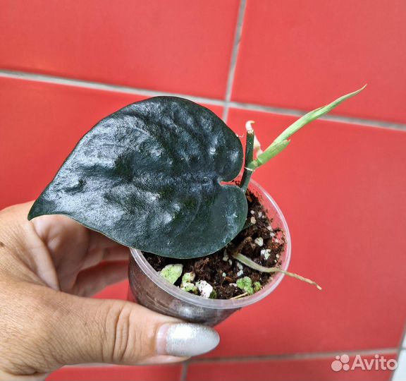 Сциндапсус Black mamba