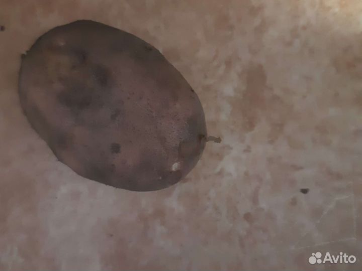 Продам картофель