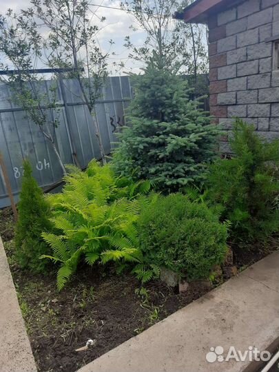 Папоротник садовый