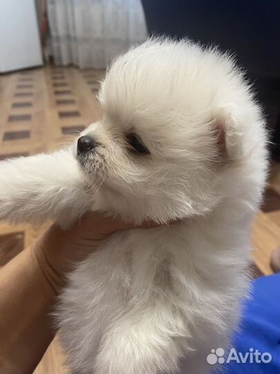 Щенки шпица