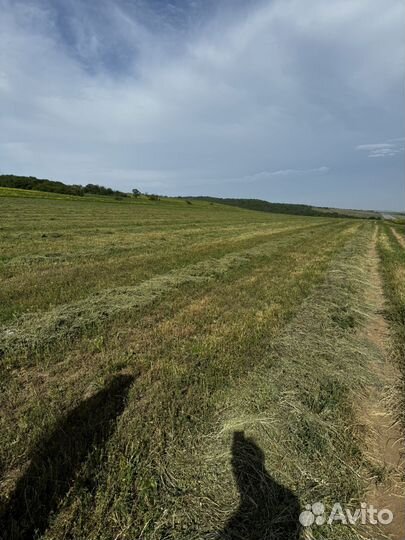 Сено люцерна