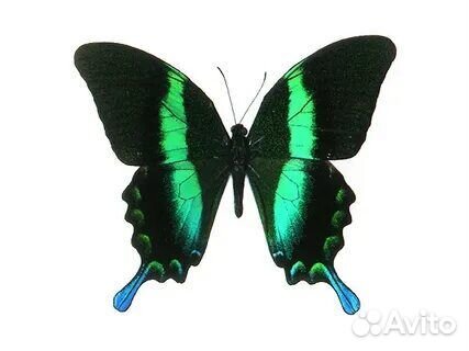 Бабочке в рамке Парусник Блюме