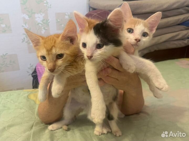 Отдам котят в добрые руки бесплатно