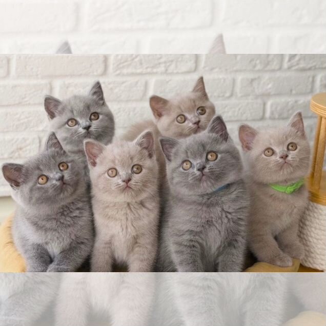 Британский короткошёрстный котёнок