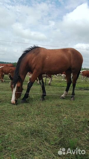 Лошадь-кабыла 3 года возраст