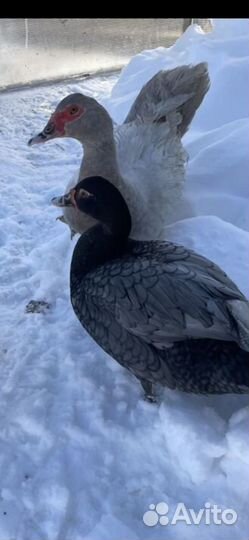 Ведётся запись на ия индоуток немецкой линии