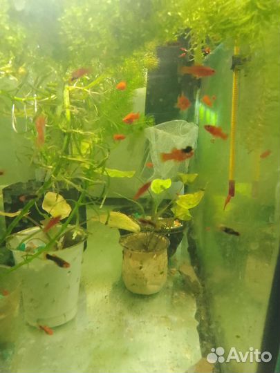 Аквариум с рыбками