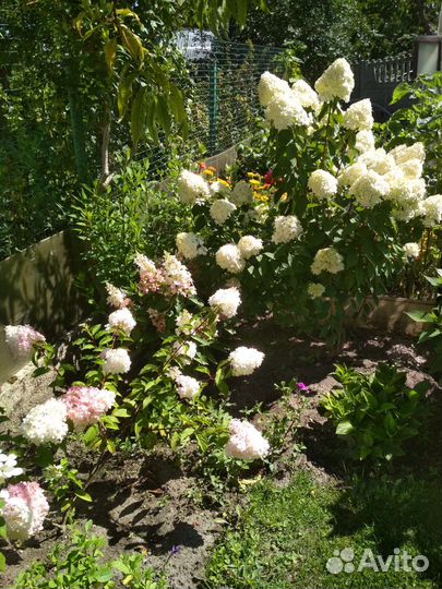 Цветы для сада