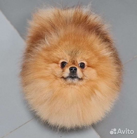 Померанский шпиц тип мишка мини