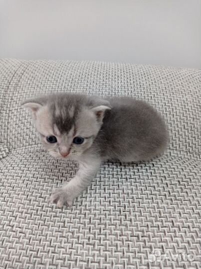 Шотландские вислоухие котята