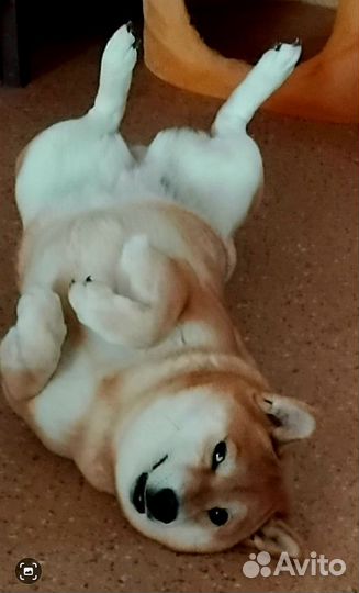 Щенки сиба (шиба) ину с родословной