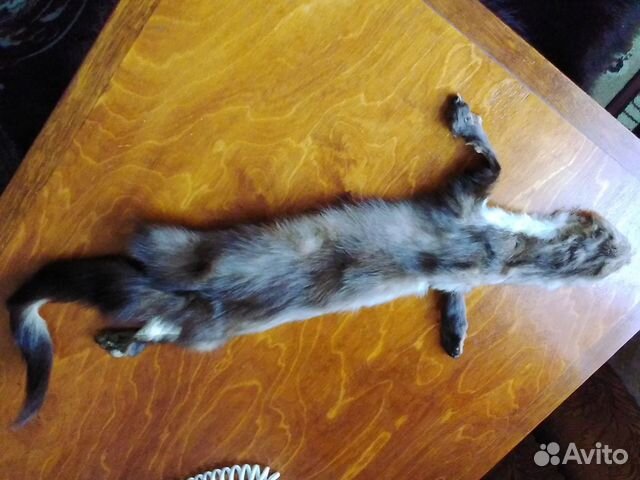 Шкура лесной куницы