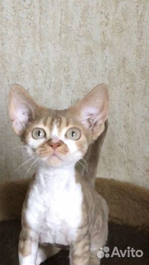 Котята девон-рекс мальчики