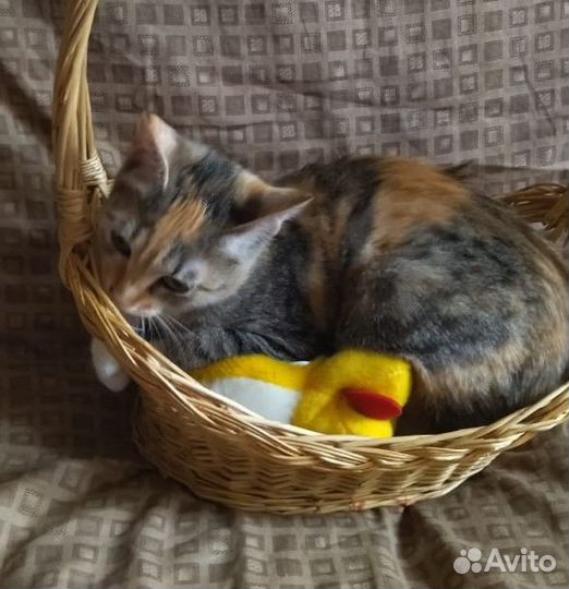 Крошечка-ховрошечка