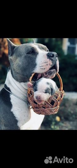 Собаки щенки американский булли