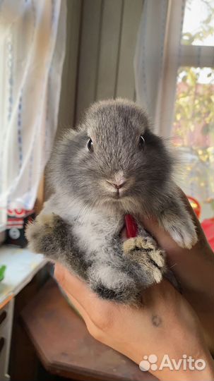 Декоративные кролики