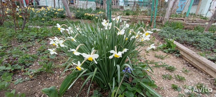 Луковицы Нарциссов белые