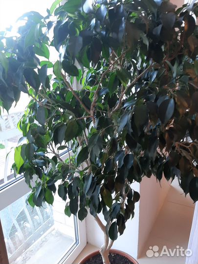 Фикус бенджамина