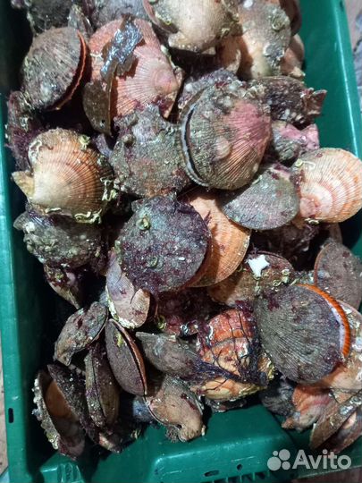 Живые Морские ёжики и гребешки