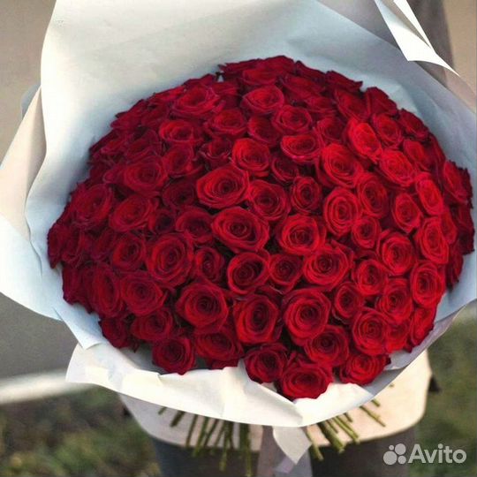 Метровые розы Колумбия