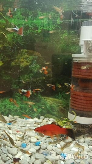 Аквариумные рыбки гуппи