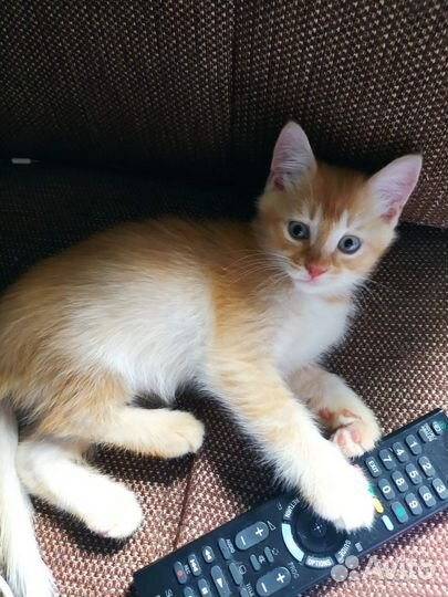Котята