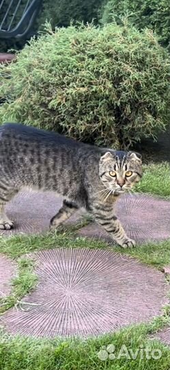 Шотландский вислоухий кот