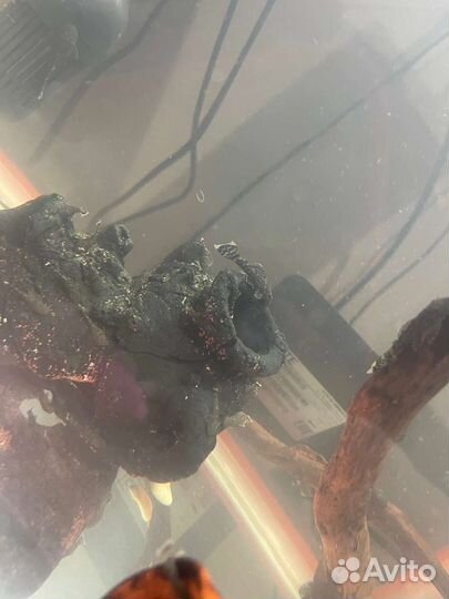 Мальки сома анцитруса, 3-4 см