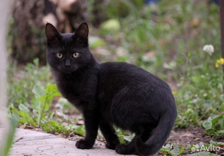 3 кота - 3 хвоста