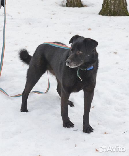 Скромный Потап в дорые руки