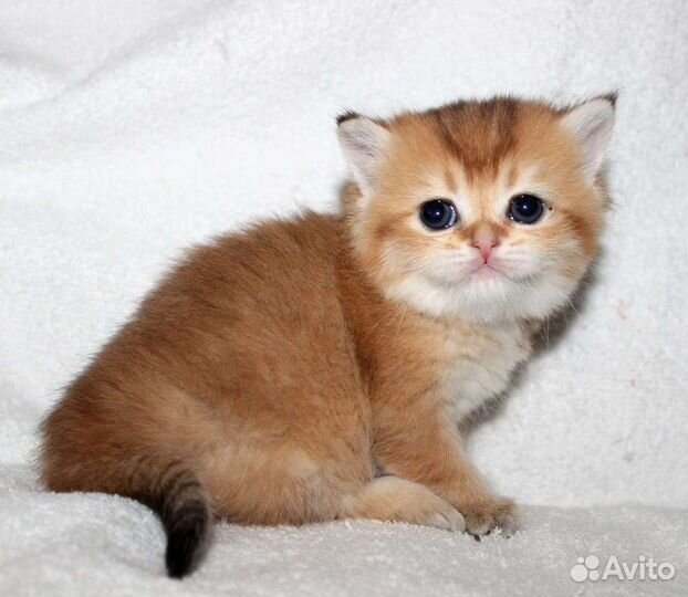 Британские котята