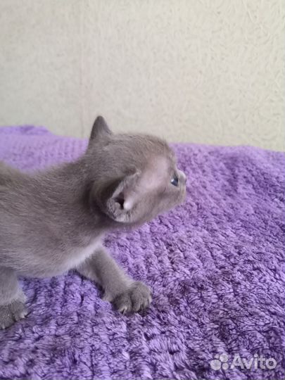 Котята европейской бурмы