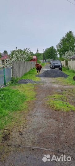 Айширская корова