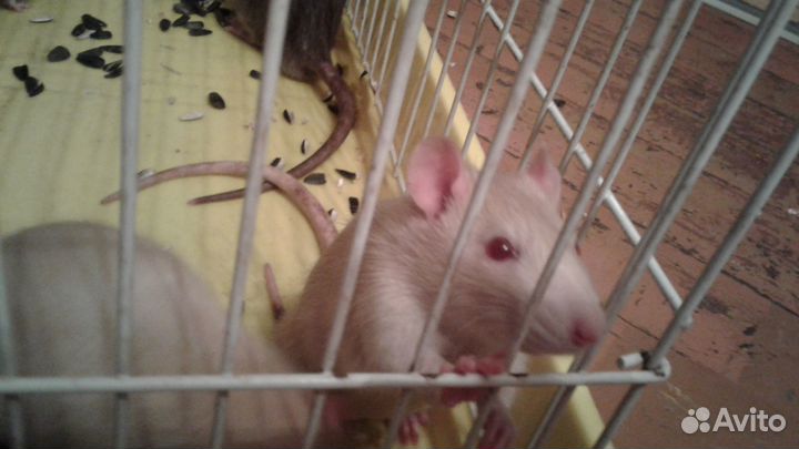 Продаются крысята