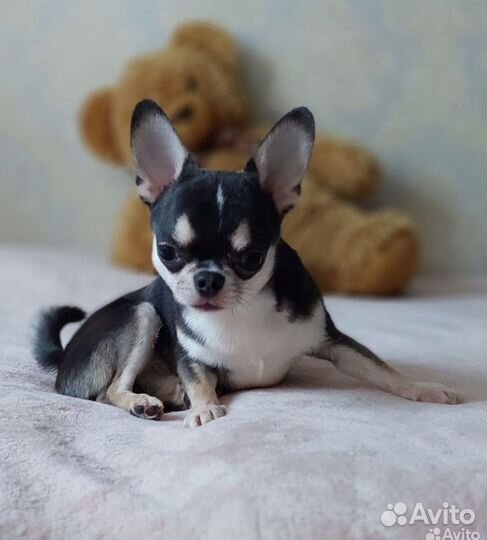 Чихуахуа мини