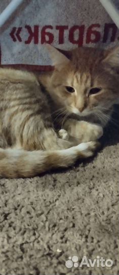 Кот рыжий 10 месяцев
