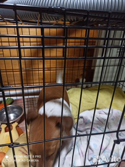 Собака джек рассел терьер девочка 2 года