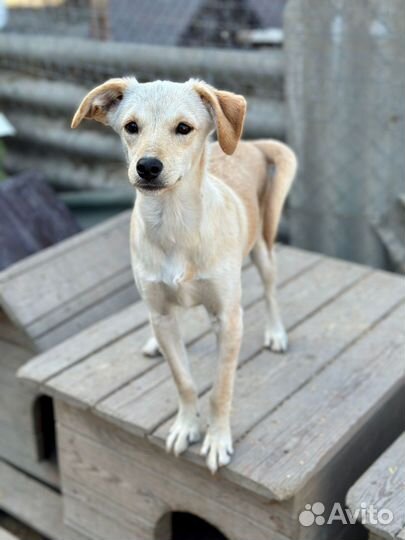 Отдам в добрые руки