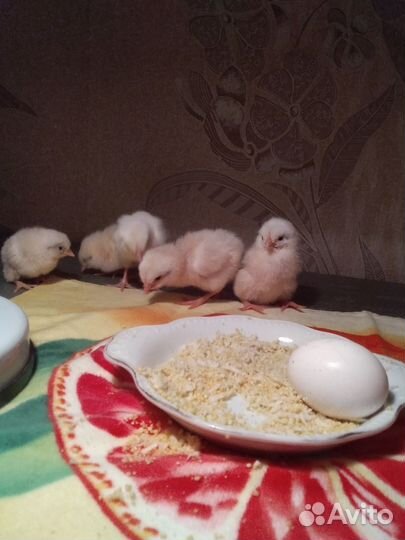 Яйцо инкубационное породы кур Легорн стандарт