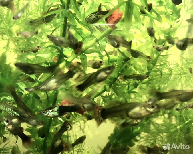 Рыбки Гуппи и аквариумные растения