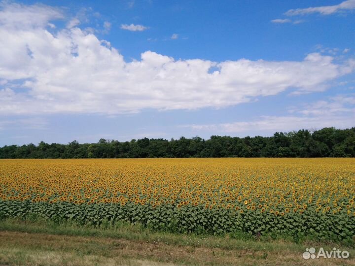 Мед Подсолнух