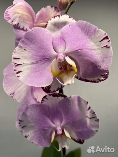 Орхидея фаленопсис Art Nouveau