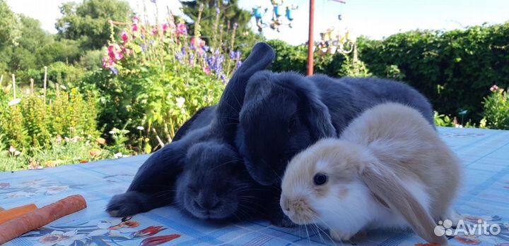 Кролики порода Французский баран