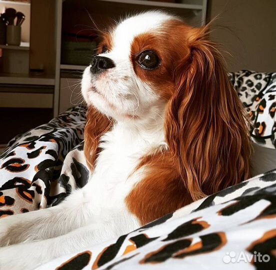 Спаниельки ккчс самые маленькие размером