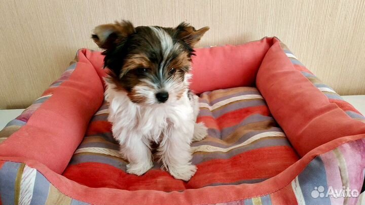 Мини и Стандарт и Микро